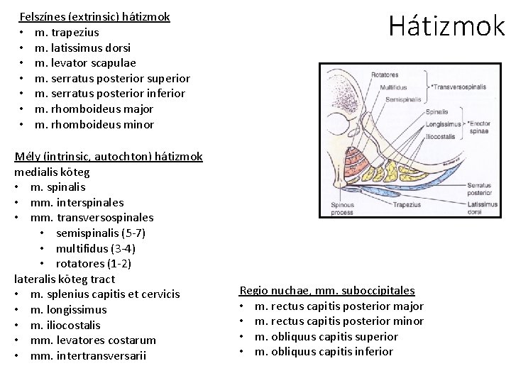 Felszínes (extrinsic) hátizmok • m. trapezius • m. latissimus dorsi • m. levator scapulae