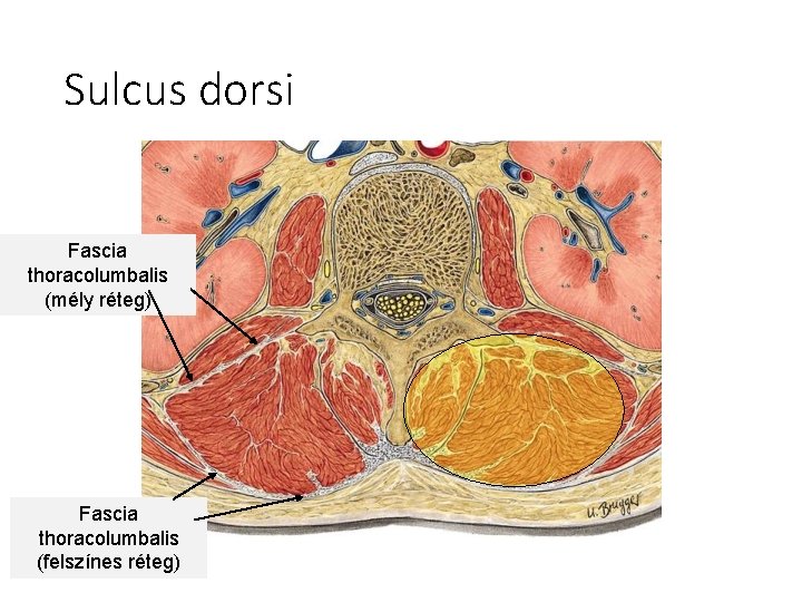 Sulcus dorsi Fascia thoracolumbalis (mély réteg) Fascia thoracolumbalis (felszínes réteg) 