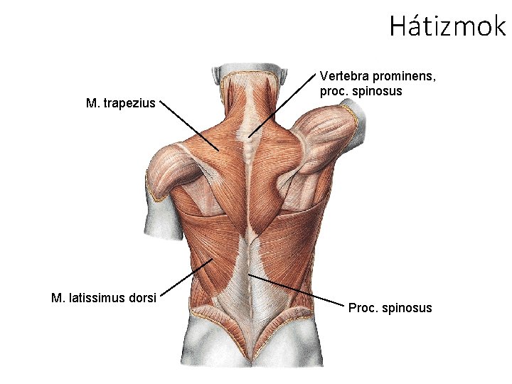 Hátizmok M. trapezius M. latissimus dorsi Vertebra prominens, proc. spinosus Proc. spinosus 