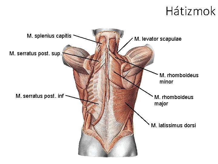 Hátizmok M. splenius capitis M. levator scapulae M. serratus post. sup. M. rhomboideus minor