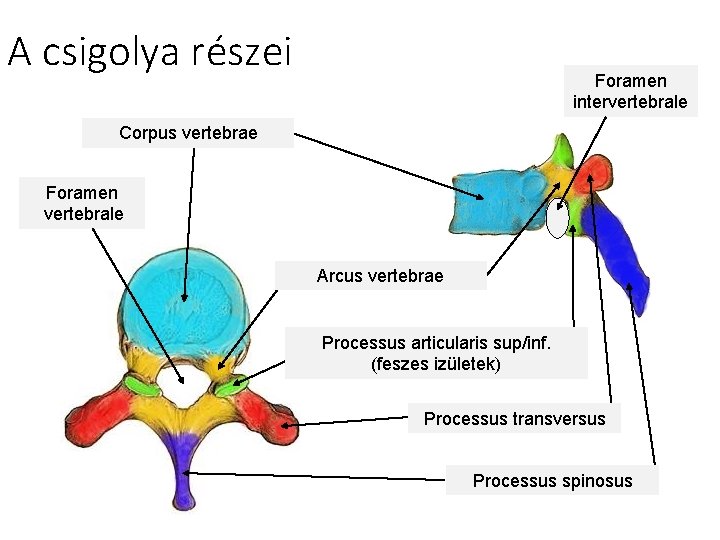 A csigolya részei Foramen intervertebrale Corpus vertebrae Foramen vertebrale Arcus vertebrae Processus articularis sup/inf.
