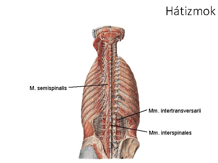 Hátizmok M. semispinalis Mm. intertransversarii Mm. interspinales 