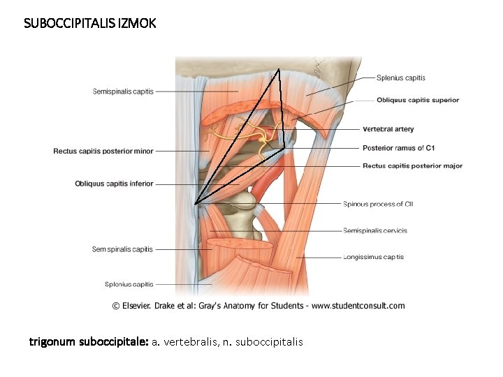 SUBOCCIPITALIS IZMOK trigonum suboccipitale: a. vertebralis, n. suboccipitalis 