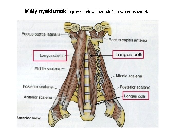 Mély nyakizmok: a prevertebralis izmok és a scalenus izmok 