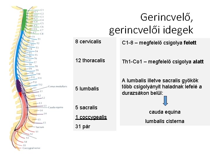 Gerincvelő, gerincvelői idegek 8 cervicalis C 1 -8 – megfelelő csigolya felett 12 thoracalis