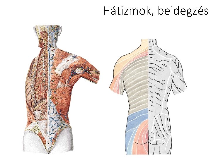 Hátizmok, beidegzés 