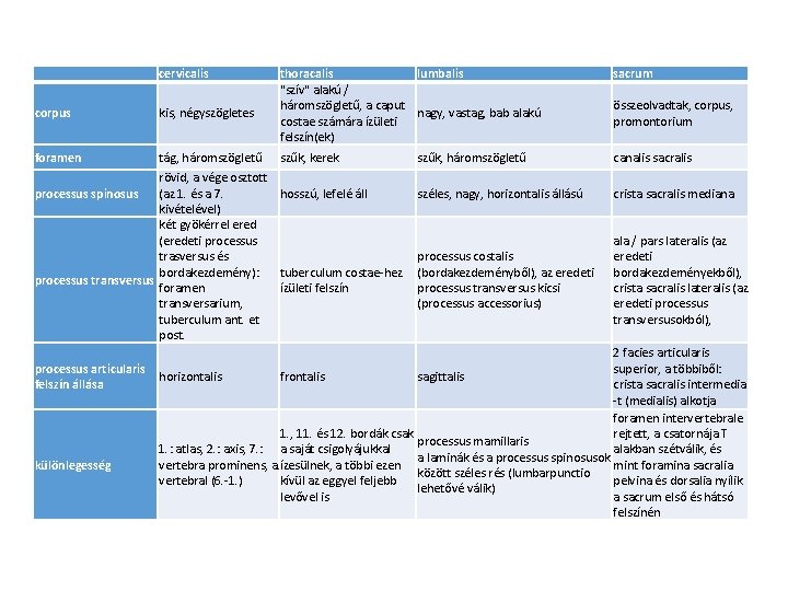  cervicalis corpus kis, négyszögletes foramen tág, háromszögletű thoracalis lumbalis "szív" alakú / háromszögletű,