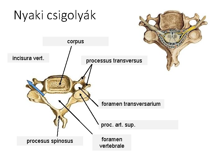 Nyaki csigolyák corpus incisura vert. processus transversus foramen transversarium proc. art. sup. procesus spinosus