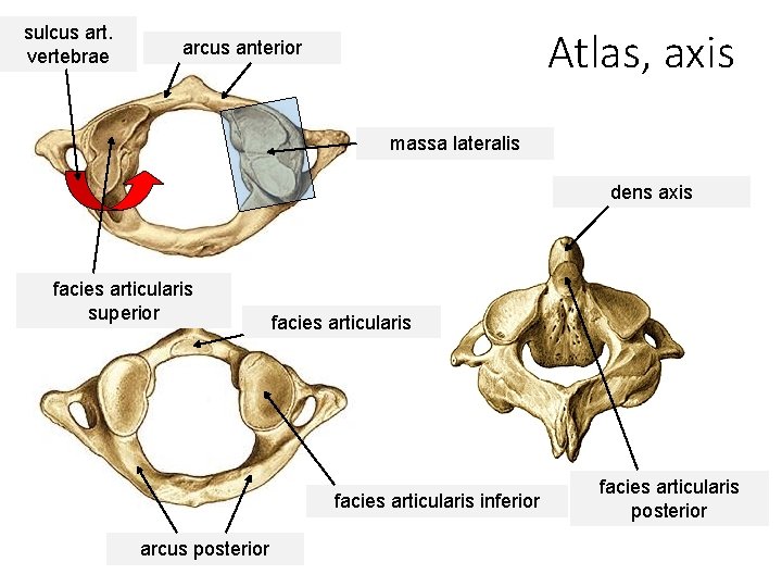 sulcus art. vertebrae Atlas, axis arcus anterior massa lateralis dens axis facies articularis superior