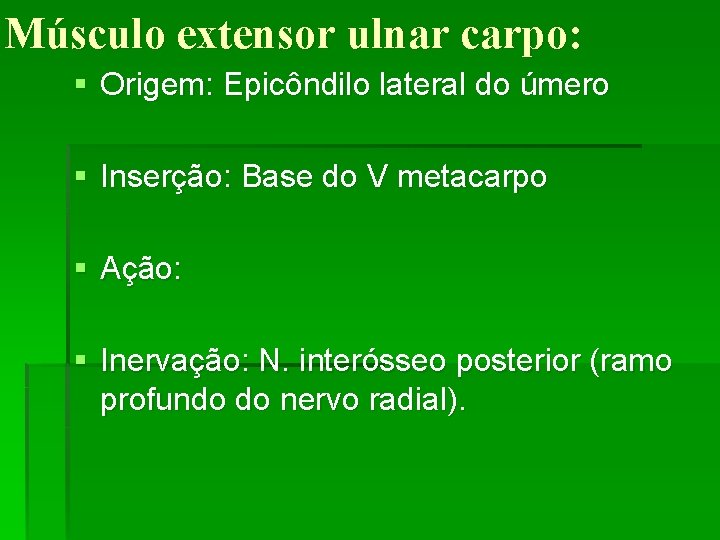 Músculo extensor ulnar carpo: § Origem: Epicôndilo lateral do úmero § Inserção: Base do