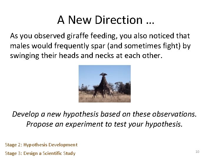 A New Direction … As you observed giraffe feeding, you also noticed that males