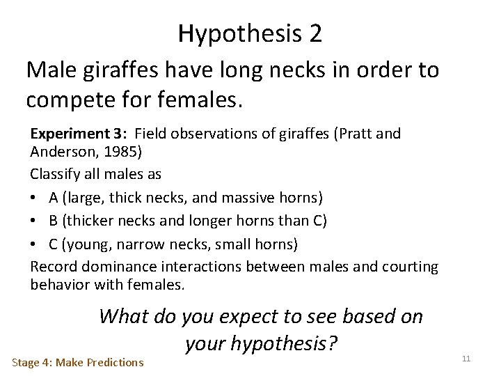 Hypothesis 2 Male giraffes have long necks in order to compete for females. Experiment
