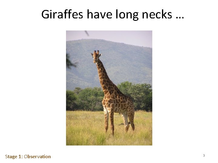 Giraffes have long necks … Stage 1: Observation 3 