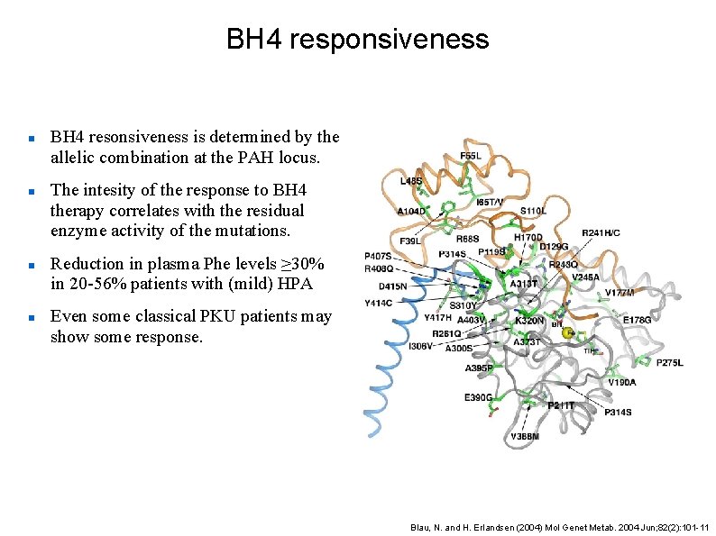 BH 4 responsiveness BH 4 resonsiveness is determined by the allelic combination at the