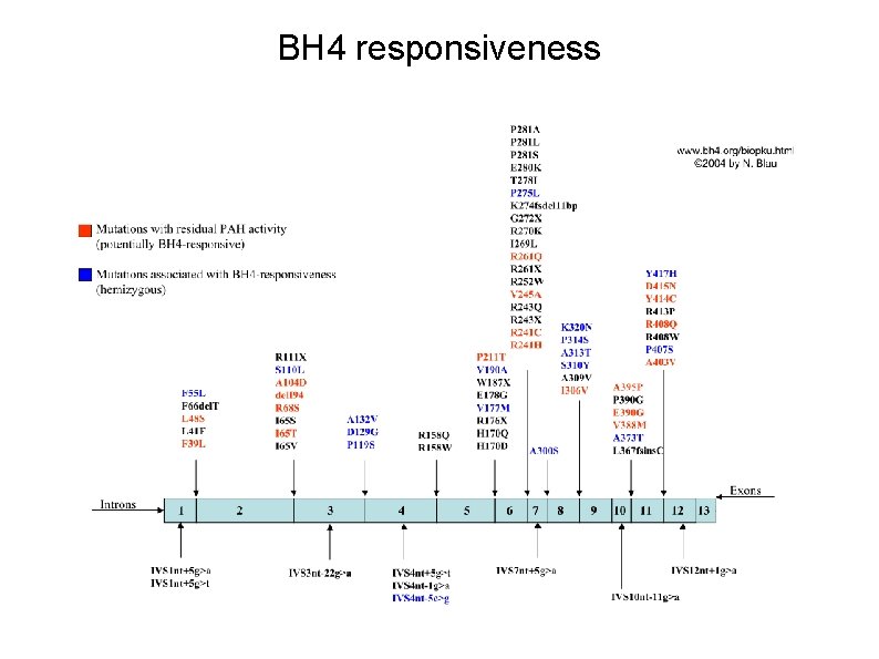 BH 4 responsiveness 