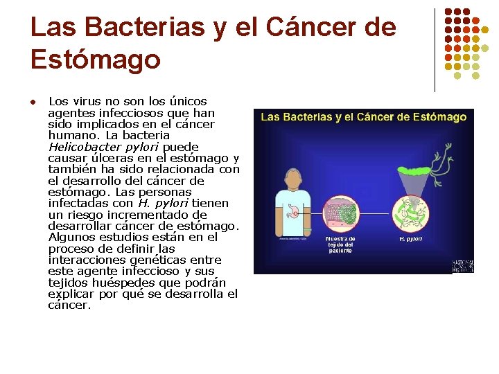 Las Bacterias y el Cáncer de Estómago l Los virus no son los únicos