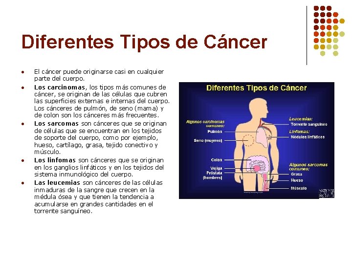 Diferentes Tipos de Cáncer l l l El cáncer puede originarse casi en cualquier