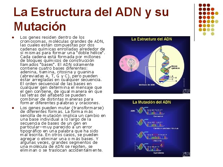 La Estructura del ADN y su Mutación l l Los genes residen dentro de