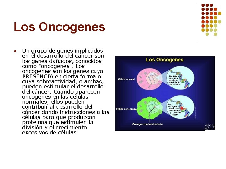 Los Oncogenes l Un grupo de genes implicados en el desarrollo del cáncer son