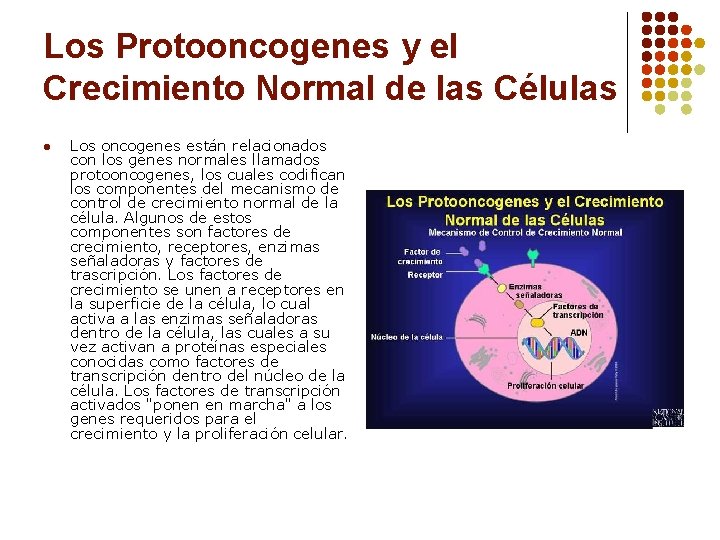 Los Protooncogenes y el Crecimiento Normal de las Células l Los oncogenes están relacionados