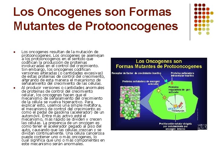 Los Oncogenes son Formas Mutantes de Protooncogenes l l Los oncogenes resultan de la