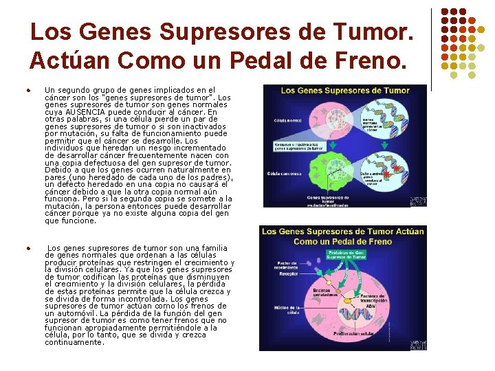 Los Genes Supresores de Tumor. Actúan Como un Pedal de Freno. l Un segundo