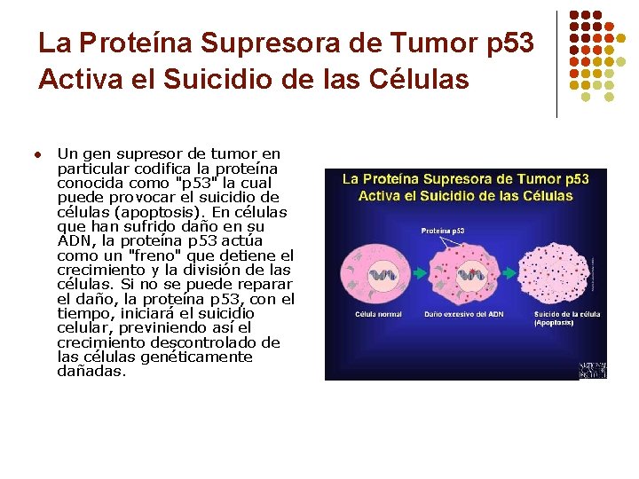 La Proteína Supresora de Tumor p 53 Activa el Suicidio de las Células l