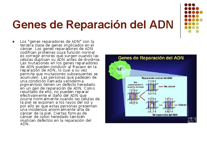 Genes de Reparación del ADN l Los "genes reparadores de ADN" son la tercera