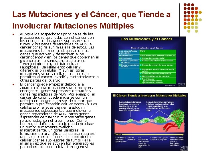 Las Mutaciones y el Cáncer, que Tiende a Involucrar Mutaciones Múltiples l l Aunque