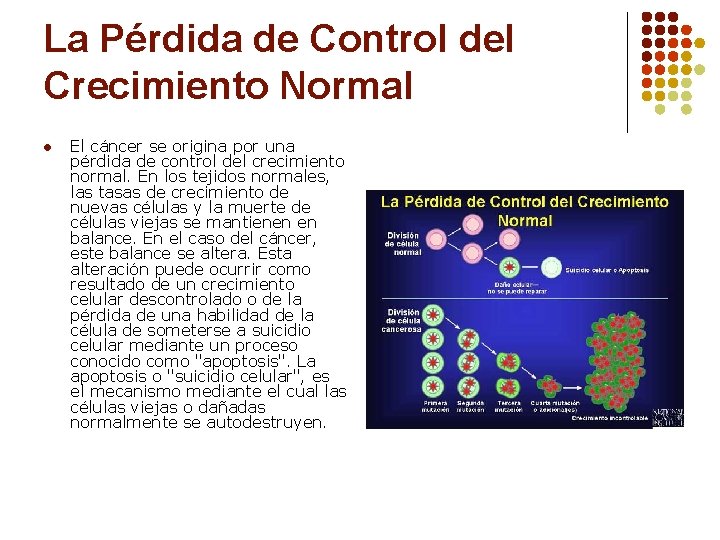 La Pérdida de Control del Crecimiento Normal l El cáncer se origina por una