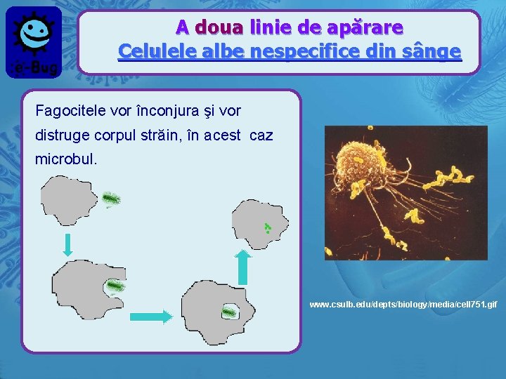 A doua linie de apărare Celulele albe nespecifice din sânge Fagocitele vor înconjura şi