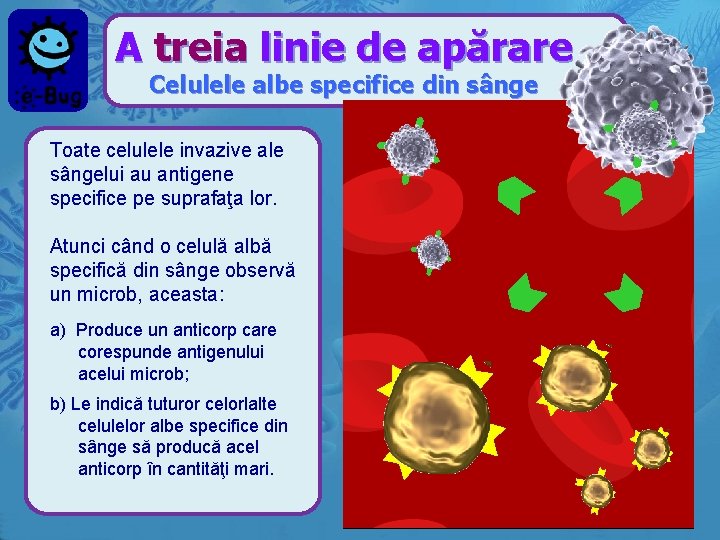 A treia linie de apărare Celulele albe specifice din sânge Toate celulele invazive ale
