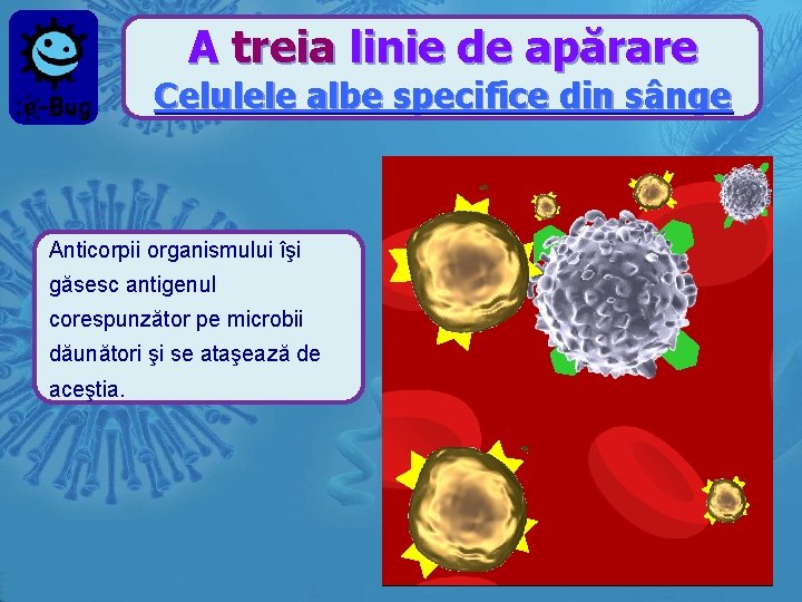 A treia linie de apărare Celulele albe specifice din sânge Anticorpii organismului îşi găsesc