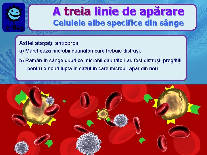 A treia linie de apărare Celulele albe specifice din sânge Astfel ataşaţi, anticorpii: a)