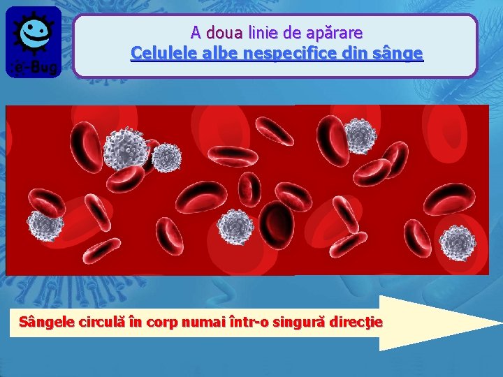 A doua linie de apărare Celulele albe nespecifice din sânge Sângele circulă în corp