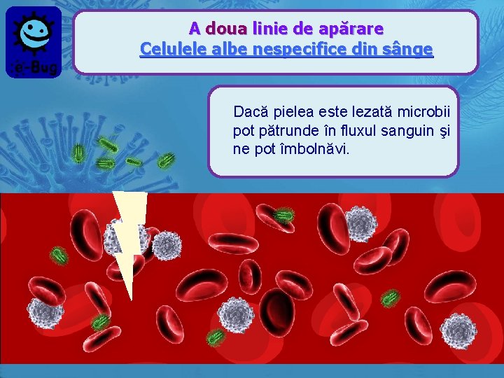 A doua linie de apărare Celulele albe nespecifice din sânge Dacă pielea este lezată