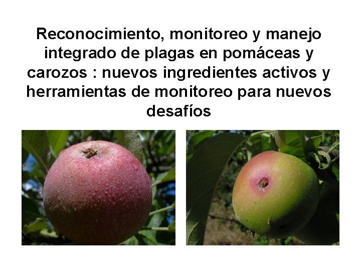 Reconocimiento, monitoreo y manejo integrado de plagas en pomáceas y carozos : nuevos ingredientes