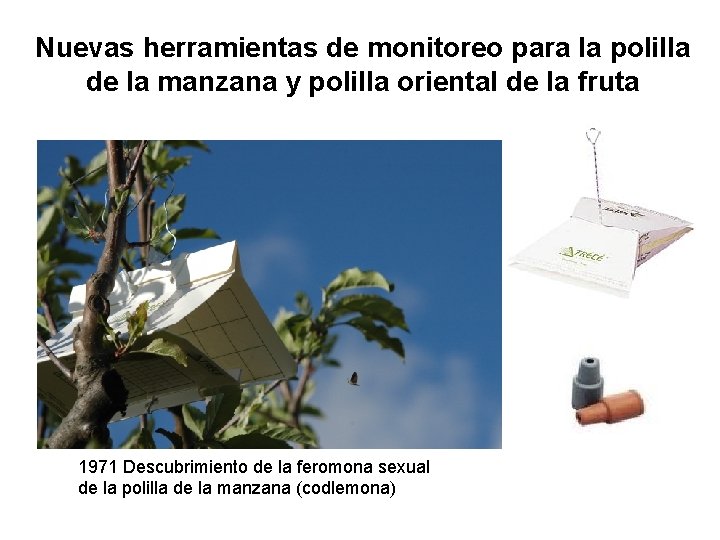 Nuevas herramientas de monitoreo para la polilla de la manzana y polilla oriental de