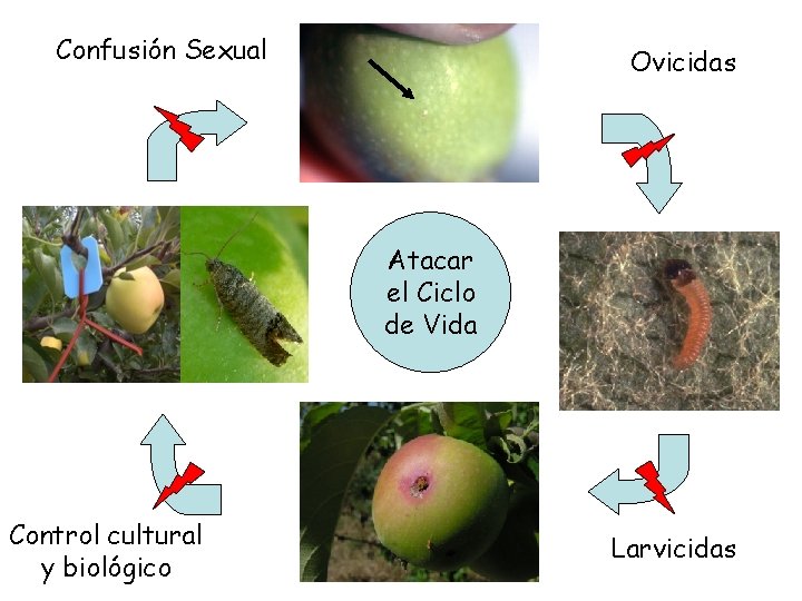 Confusión Sexual Ovicidas Atacar el Ciclo de Vida Control cultural y biológico Larvicidas 