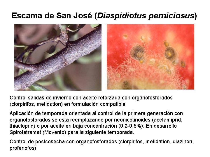 Escama de San José (Diaspidiotus perniciosus) Control salidas de invierno con aceite reforzada con