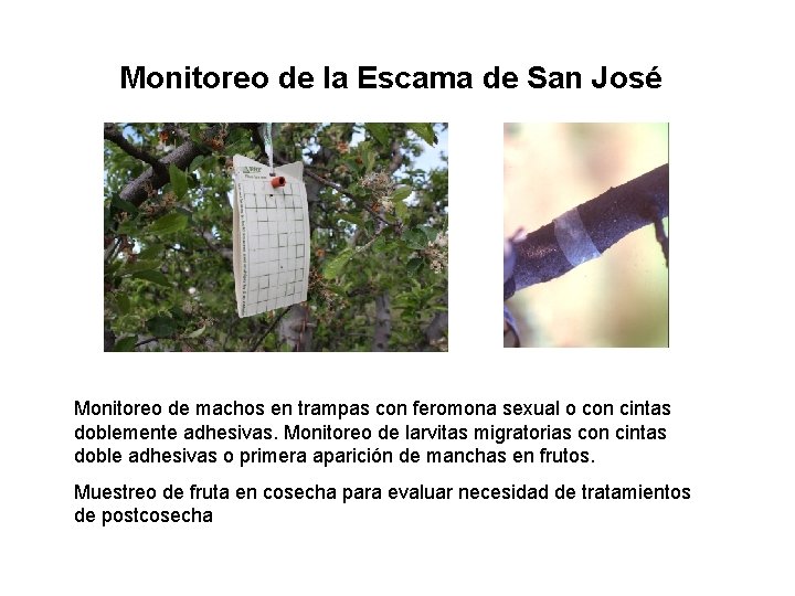 Monitoreo de la Escama de San José Monitoreo de machos en trampas con feromona