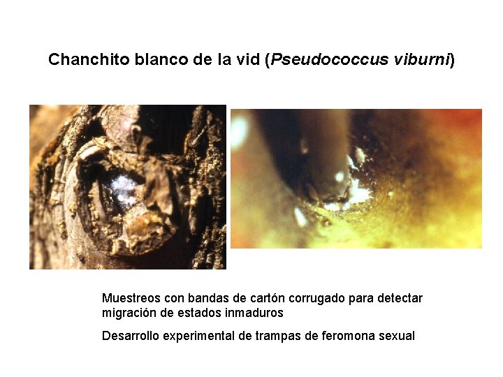 Chanchito blanco de la vid (Pseudococcus viburni) Muestreos con bandas de cartón corrugado para