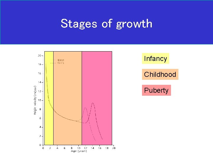 Stages of growth Infancy Childhood Puberty 