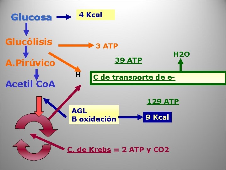 Glucosa 4 Kcal Glucólisis 3 ATP 39 ATP A. Pirúvico Acetil Co. A H