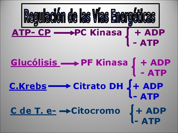 ATP- CP Glucólisis PC Kinasa PF Kinasa + ADP - ATP C. Krebs Citrato