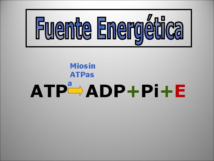 Miosin ATPas a ATP ADP+Pi+E 