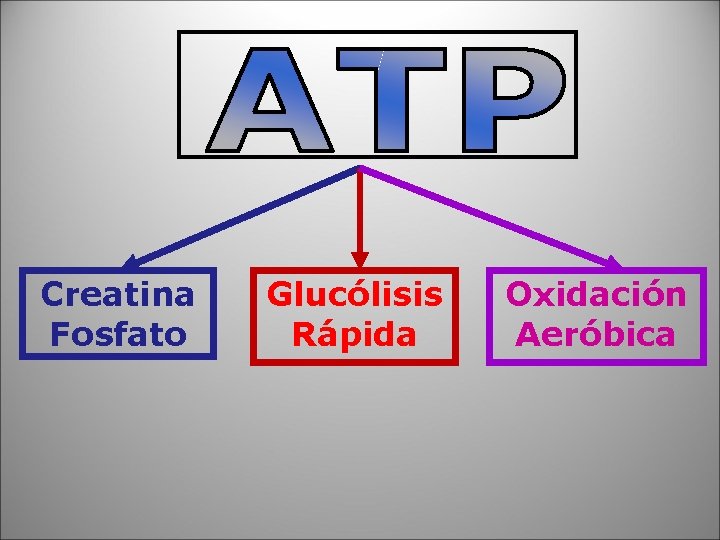 Creatina Fosfato Glucólisis Rápida Oxidación Aeróbica 