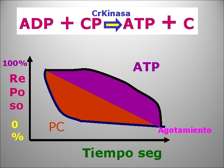 ADP + CP 100% ATP Re Po so 0 % +C Cr. Kinasa PC