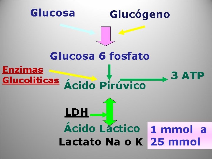 Glucosa Glucógeno Glucosa 6 fosfato Enzimas Glucoliticas Ácido Pirúvico 3 ATP LDH Ácido Láctico