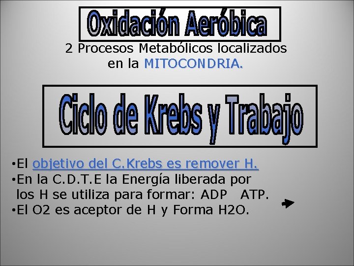 2 Procesos Metabólicos localizados en la MITOCONDRIA. • El objetivo del C. Krebs es